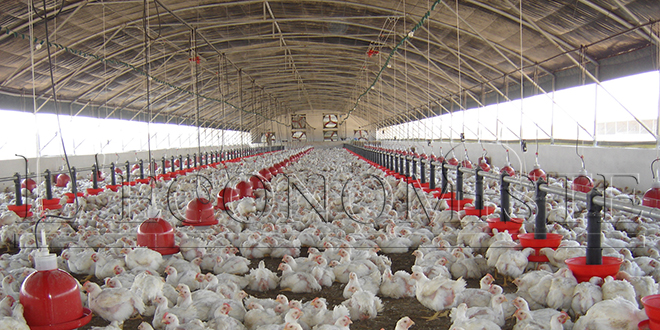 Retraite : Les aviculteurs rejoignent la CIMR