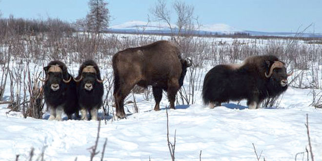 Des bisons pour empêcher la fonte en Sibérie 
