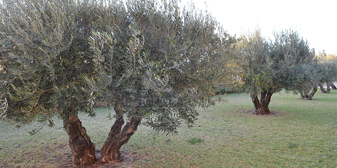 Agriculture: À Moulay Yaâcoub, 2.500 ha de céréales remplacés par l’olivier