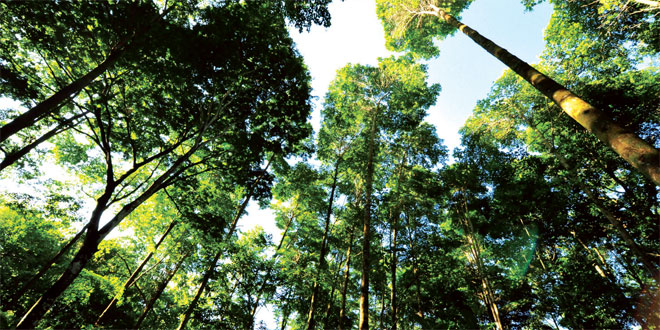 L’Entreprise comme la Nature:Un pas conscient vers le développement durable Par Navi Radjou