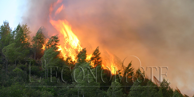 Chichaoua : L’incendie de la forêt Ouirman maîtrisé à temps	