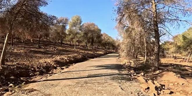 Oujda: Pour une gestion participative de la forêt urbaine