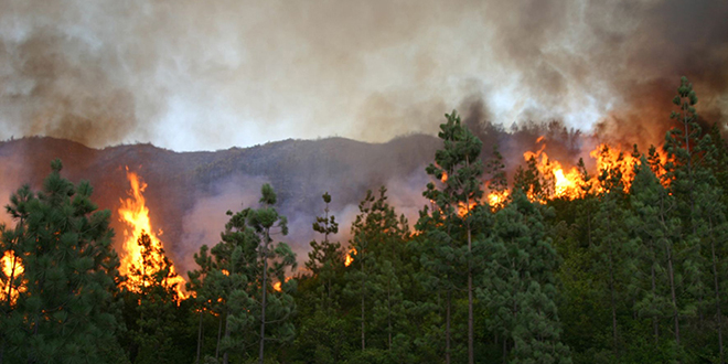 Chefchaouen: 200 ha de forêts partent en fumée