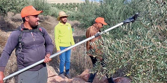 Kelâa des Sraghna: Al Moutmir dédie 400 plateformes à l’olivier