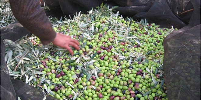 Olives: Une production de près de 2 millions de tonnes attendue