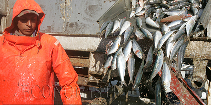 Pêche: Hausse de la valeur des produits commercialisés