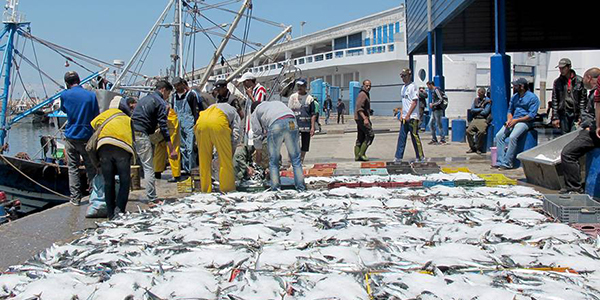 Pêche: Hausse de la valeur des produits commercialisés 