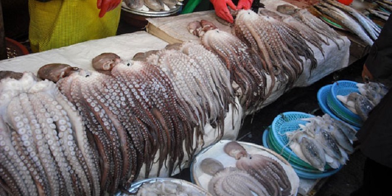 Pêche au poulpe: Plus de 11.000 tonnes débarquées à Dakhla