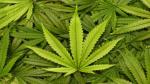 Cannabis légal : Des produits à base de CBD seront disponibles