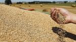 Récolte céréalière : une forte baisse pour 2023/2024