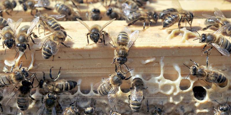 Mystérieuse disparition des abeilles au Maroc