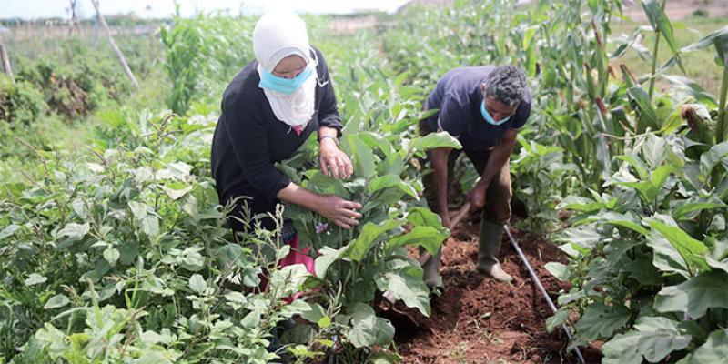 Farmers: Social protection on track