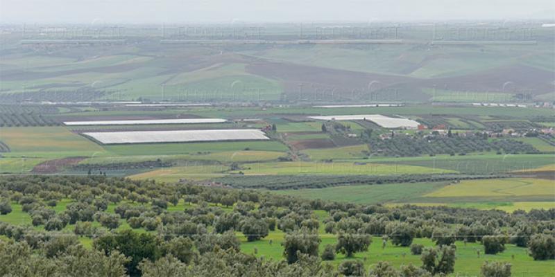 Dossier Meknès - Agriculture résiliente: Meknès développe sa «Génération Green»