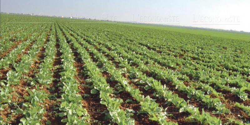 Marrakech-Safi: Comment l&#039;agriculture a changé la région