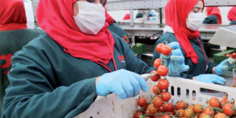 Dossier Agadir - Agriculture: Souss-Massa revendique 97% des exportations nationales de la tomate!