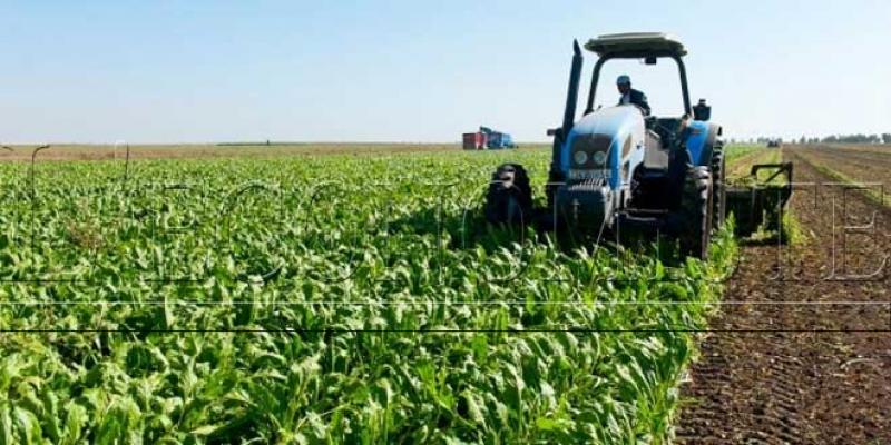 Agriculture/Casablanca-Settat: Record de 14 tonnes de sucre à l’hectare