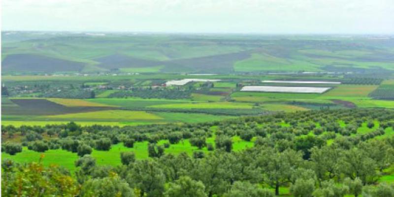 Agricultural land: Finally, the sign-off given to foreign investors