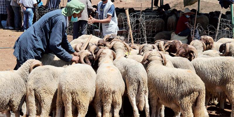 Aïd Al Adha: Le mouton plus cher cette année