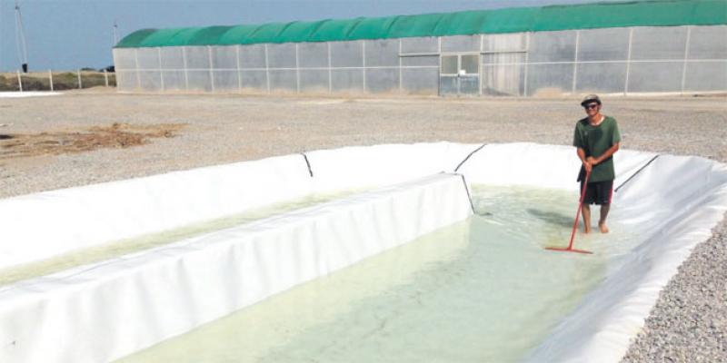 Algae Cluster, un méga-projet dans l’aquaculture 