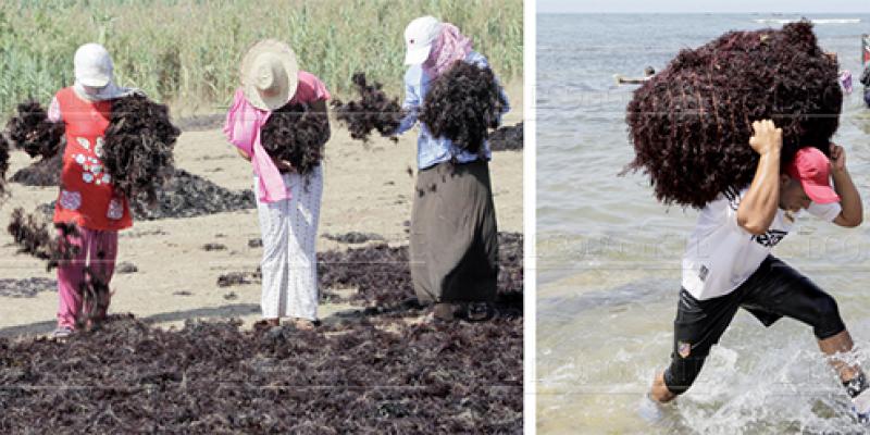 El Jadida: La récolte de l'algue marine lancée