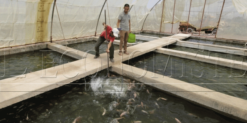 Aquaculture: Beaucoup de projets, une ferme de poisson