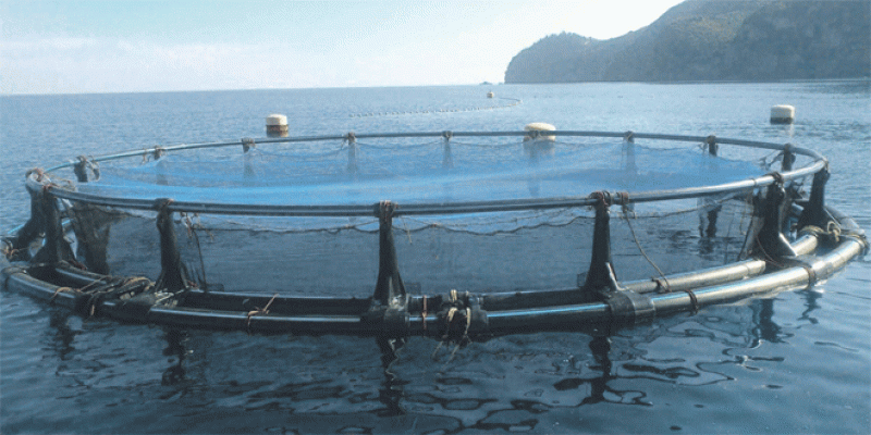 Aquaculture: Des projets ficelés pour le Nord