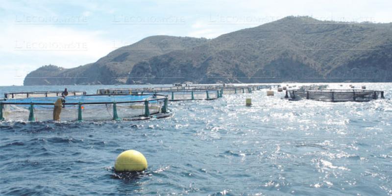Dakhla, future grande plateforme de l’aquaculture