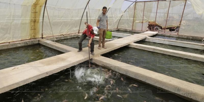 La filière de l’aquaculture reprend du souffle