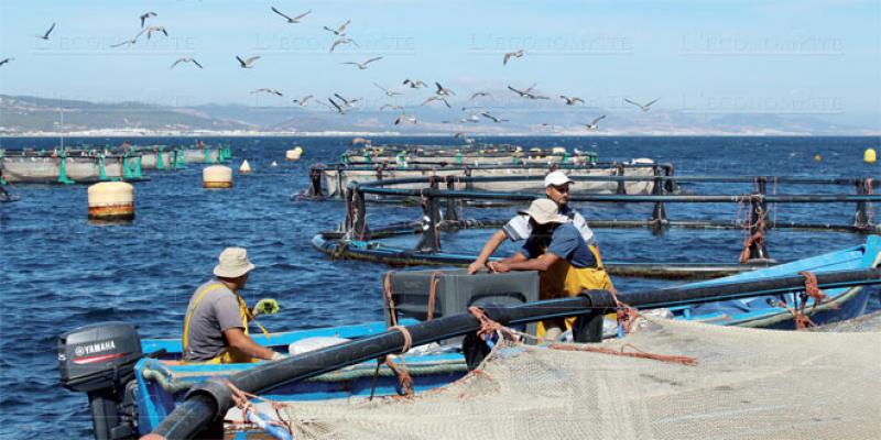 Aquaculture: Une loi pour encadrer le secteur