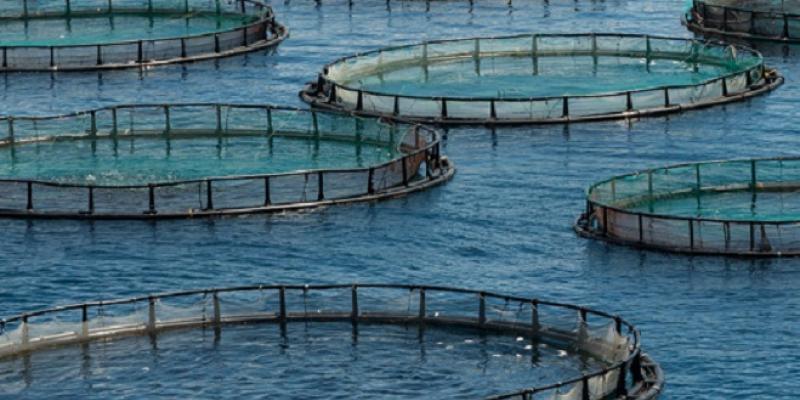 Aquaculture : L’ANDA toujours en attente de projets dans le Nord