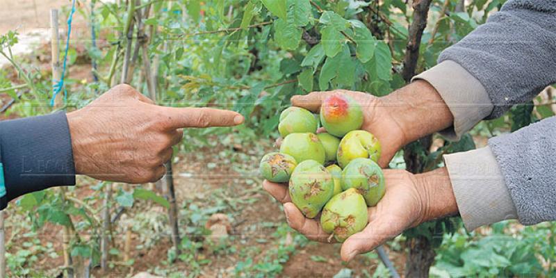 Une aide publique pour l’arboriculture fruitière