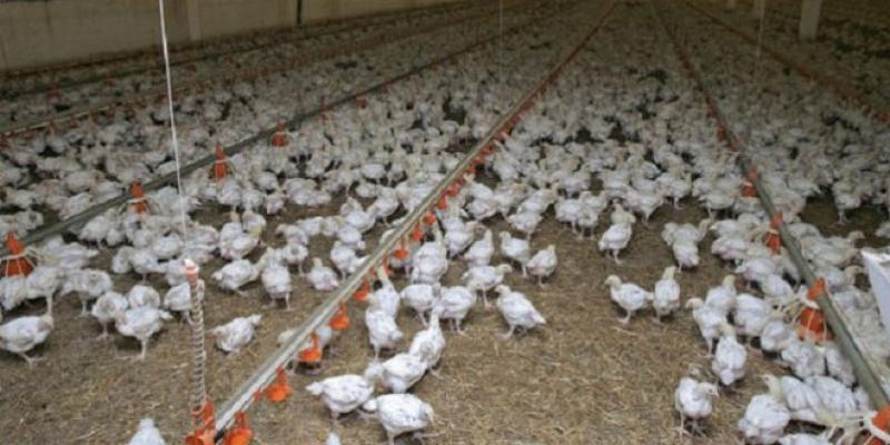 Oriental: Les aviculteurs en tournée de sensibilisation