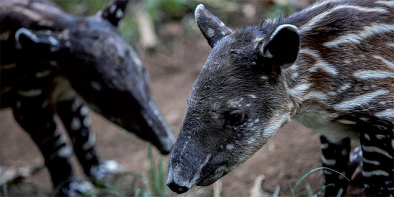 Au Nicaragua, des bébés tapirs porteurs d'espoir pour l'espèce