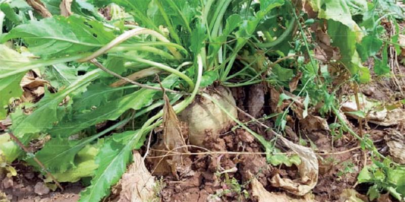 Oriental: La betterave à sucre perd de sa superficie