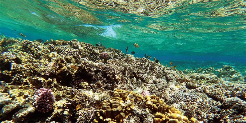 COP15 biodiversité: En Egypte, les coraux perdent leurs couleurs 