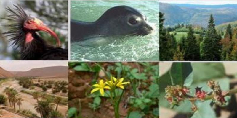 Biodiversité: 600 espèces animales et 1.700 plantes menacées d’extinction