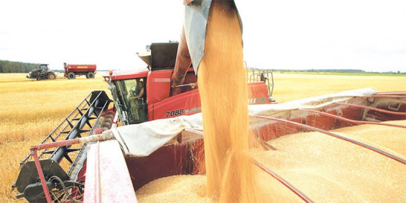 Soft wheat : A support premium to restore the security stock