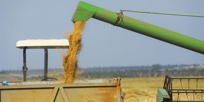 Les cours du blé: Des records jusqu’à quand?