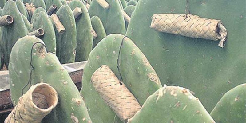 Cochenille du cactus: Le ravage continue