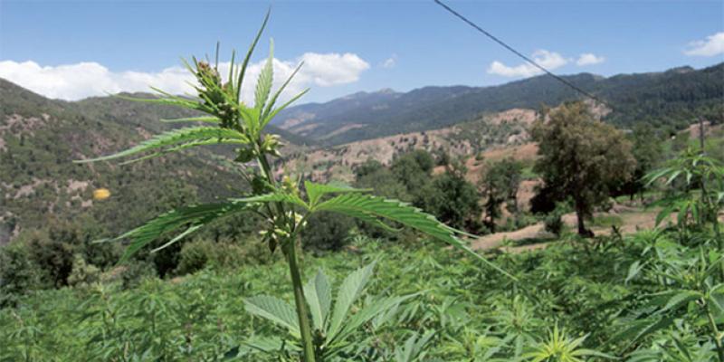 Cannabis: Le PJD prend en otage le projet de loi