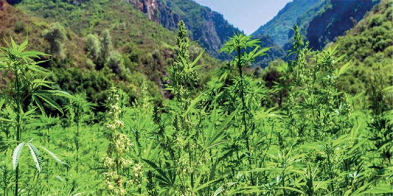 Cannabis: L’Anrac ouvre une antenne à Taounate