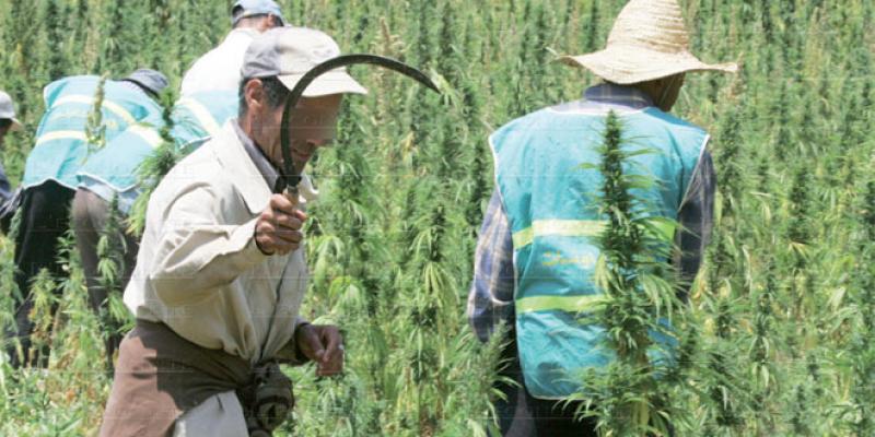 Cannabis: L'énorme potentiel de légalisation 