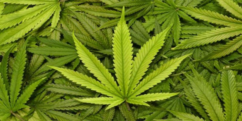 Quel modèle économique pour la culture du cannabis