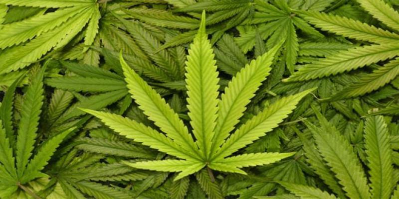 France : 70 kg de cannabis découverts chez une maire