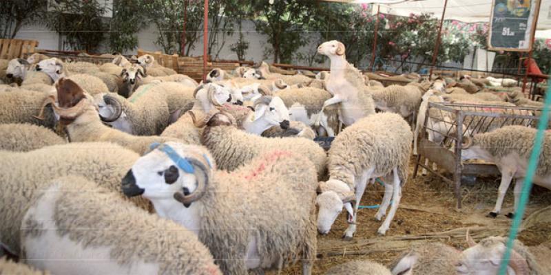 Casablanca-Settat: De l’orge subventionnée pour les éleveurs