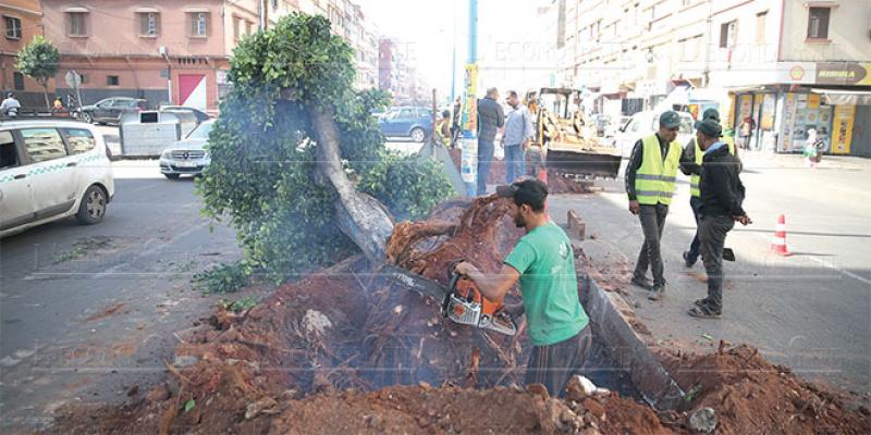 Casablanca: Plus de 2.300 arbres sur la trajectoire des Busway