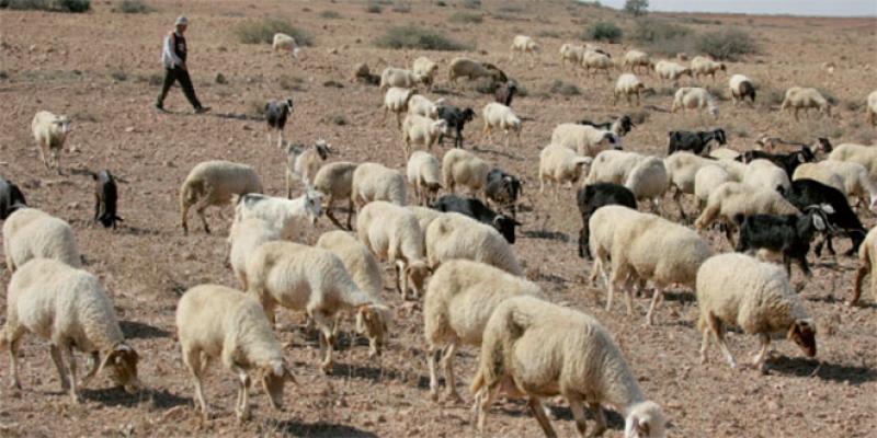 Guelmim-Oued Noun: Développement agricole prometteur