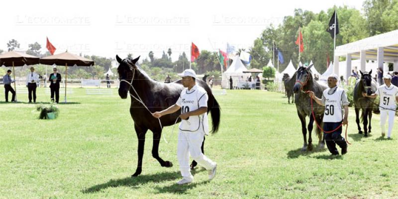 Le cheval Barbe à l’honneur à Meknès