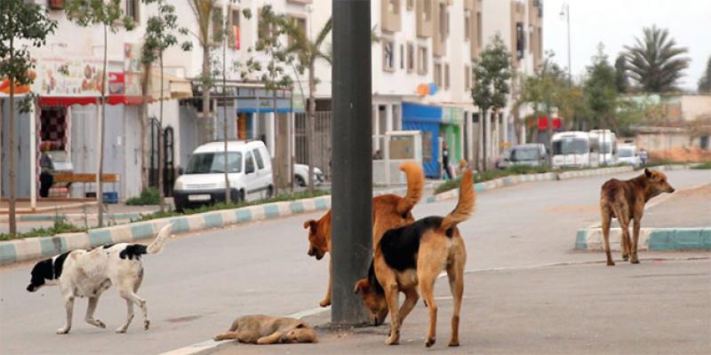 Rabat se dote d’un dispensaire régional animalier