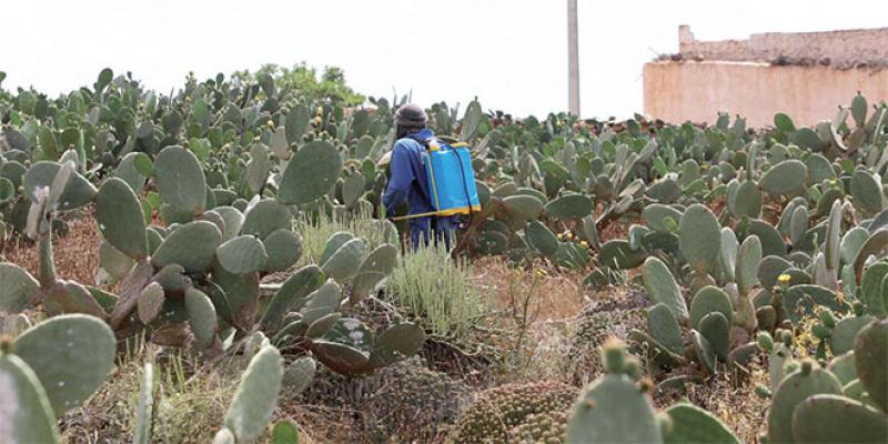Cochenille de cactus: Les résultats encourageants du plan d'urgence